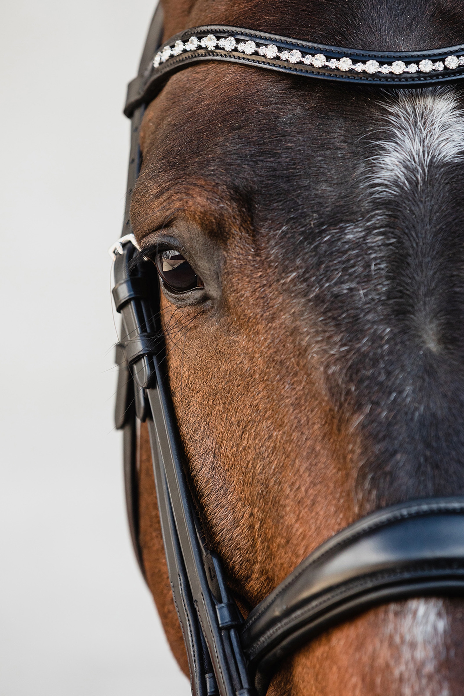 Cabezada doble anatómica Schockemöhle Sports Milton