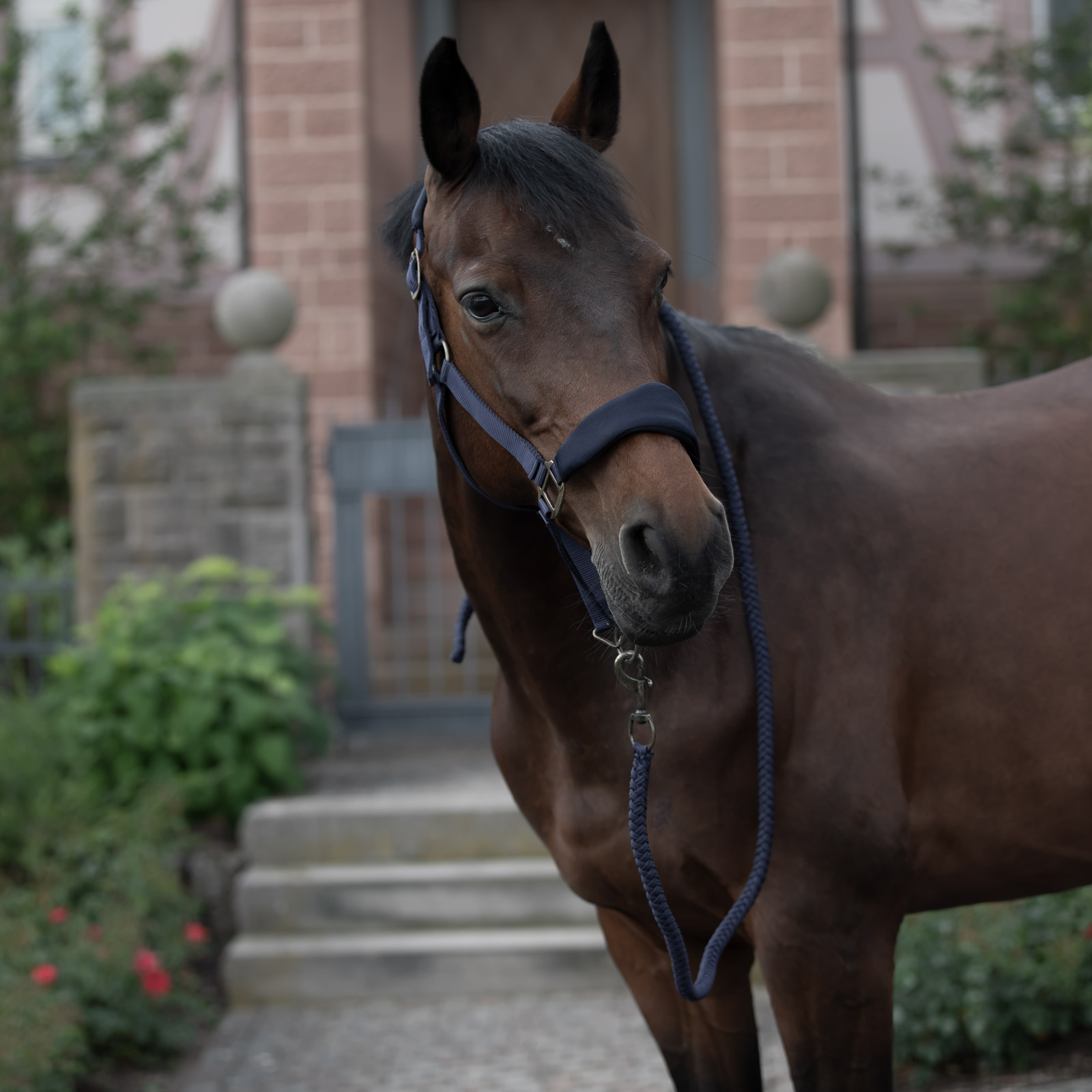 Cabezada de Cuadra Horze Graz