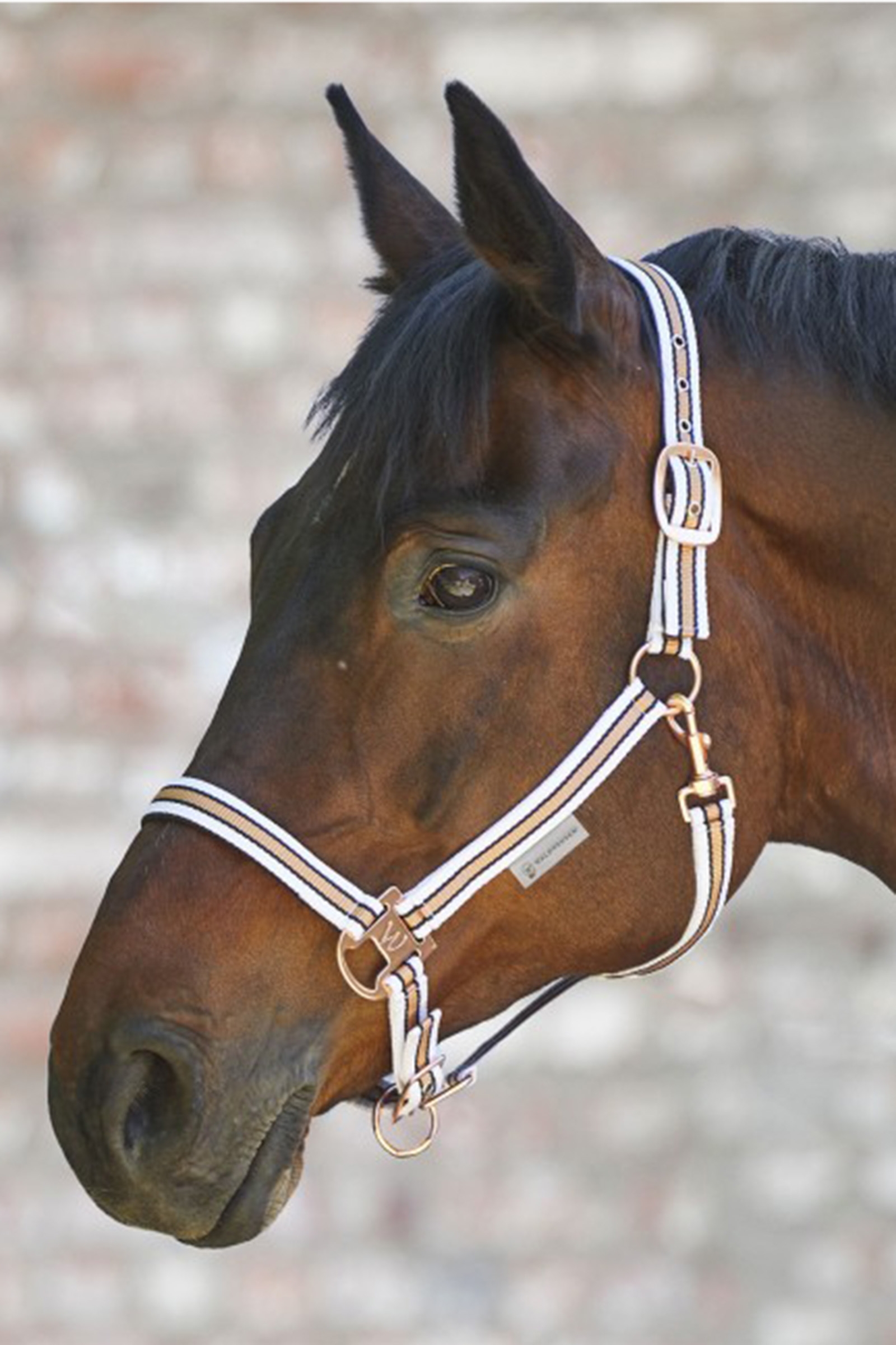 Waldhausen Shine Cabezada