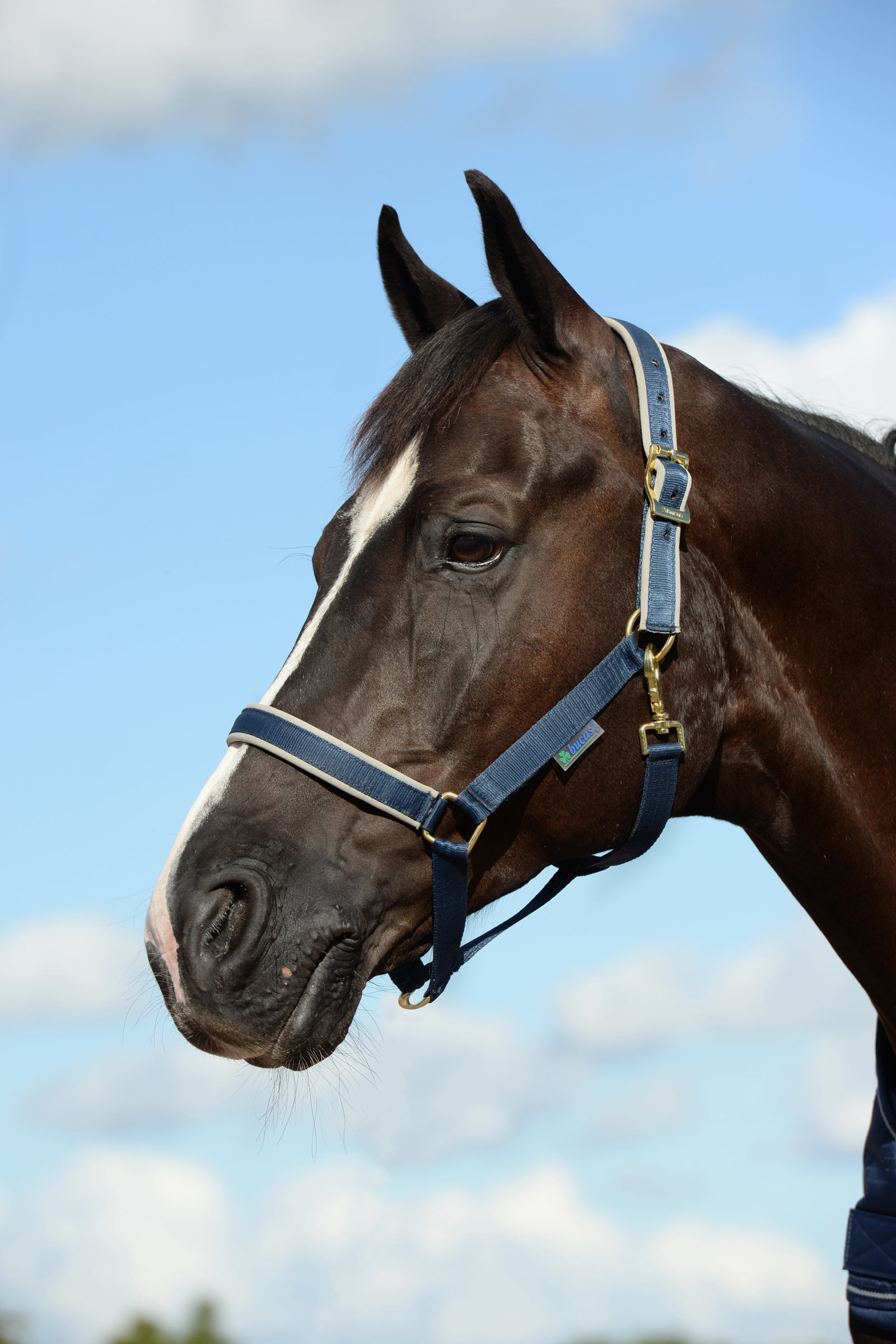 Dark Blue/Silver Cabezada de Cuadra Acolchada Bucas Dublin Luxury