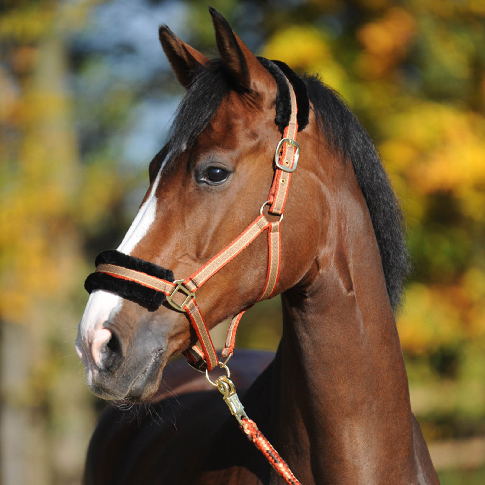 Halter Kavalkade Gretchen