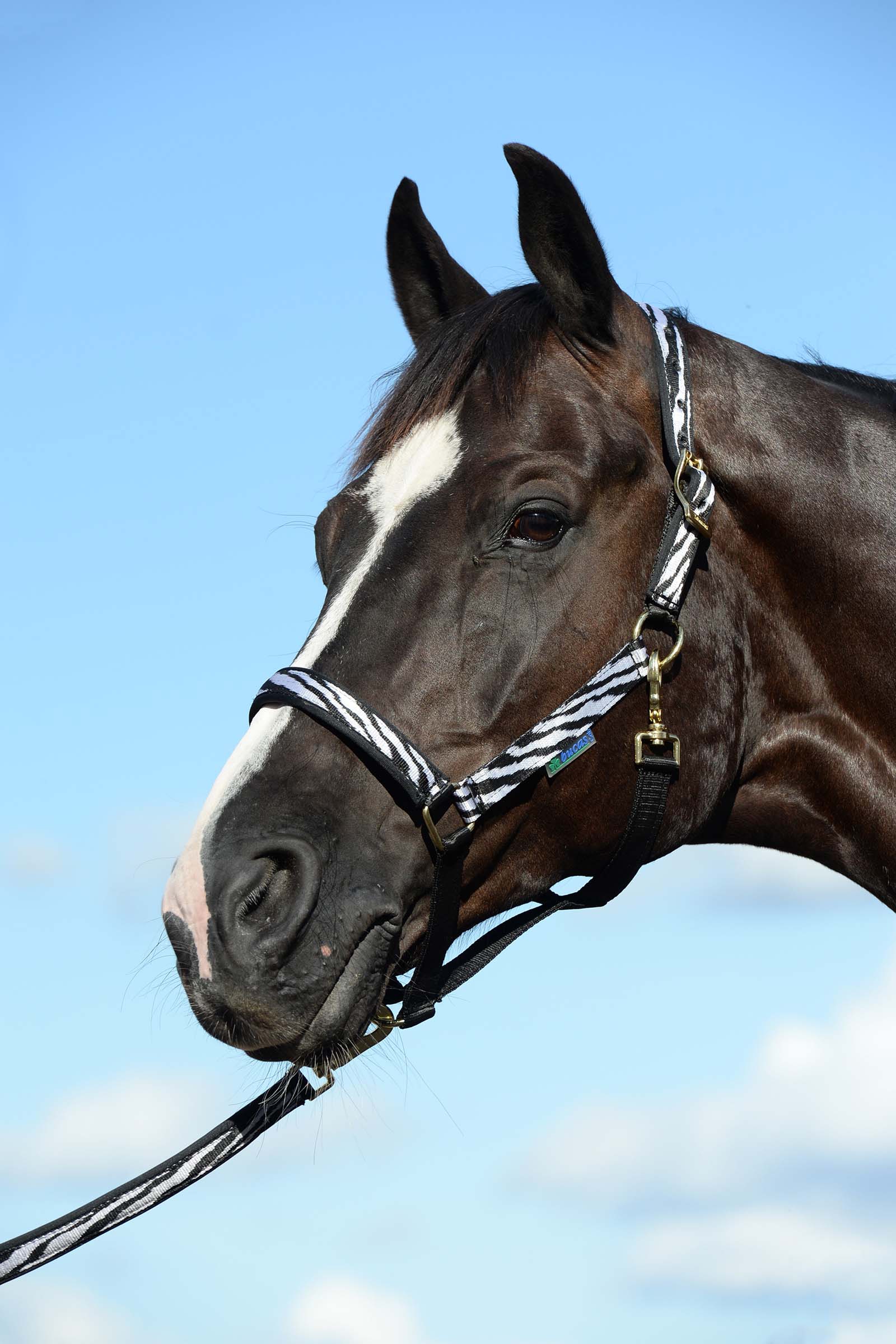 Black/White Cabezada de Cuadra Acolchada Bucas Dublin Luxury