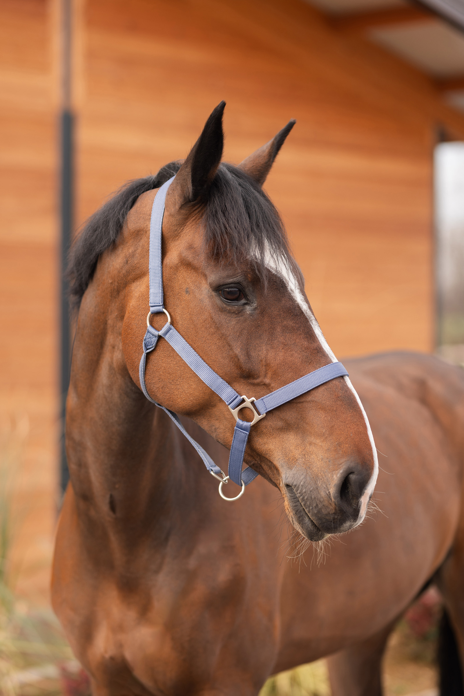 Cabezada de Cuadra Horze Rose Tonique