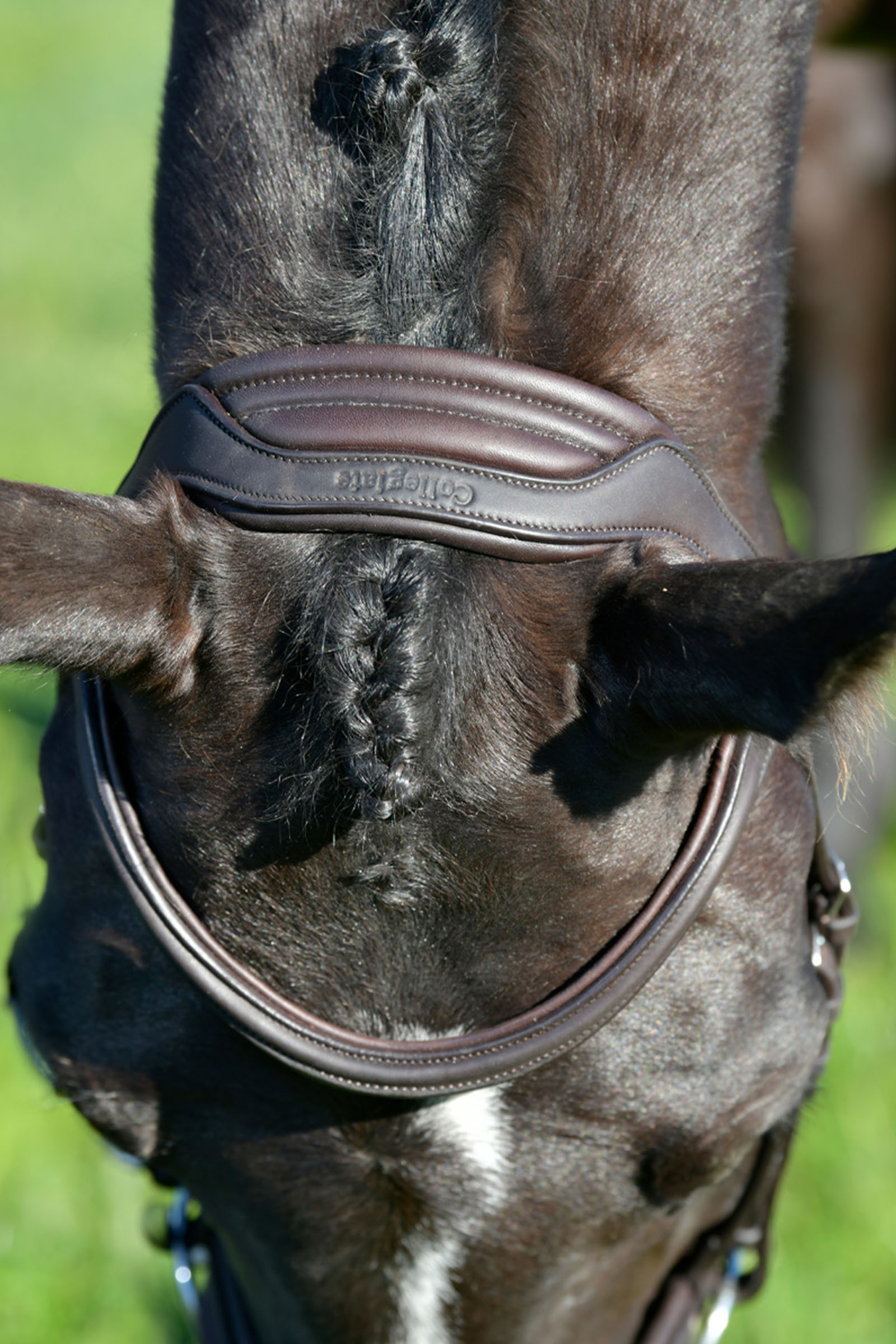 Collegiate Comfitec Opulux cabezada sencilla acolchada con muserola combinada tipo hannoveriano