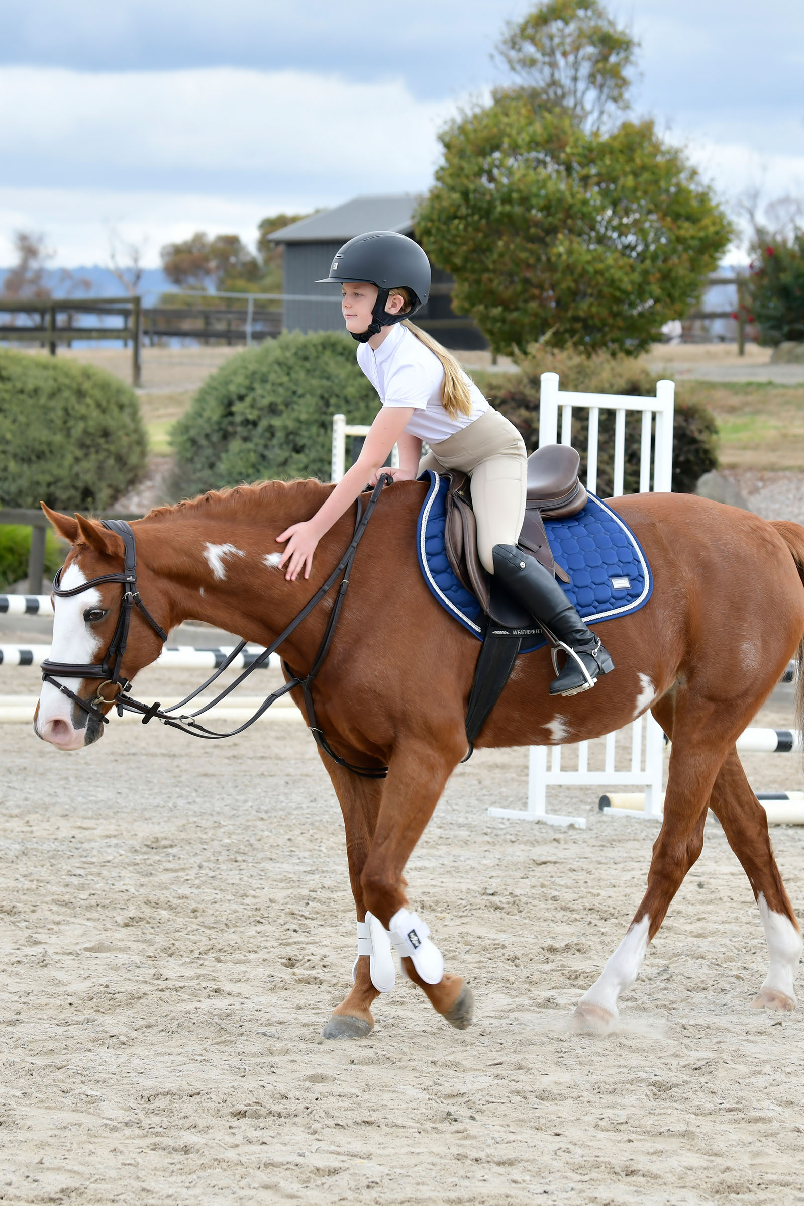 Collegiate Comfitec Opulux cabezada sencilla acolchada con muserola combinada tipo hannoveriano