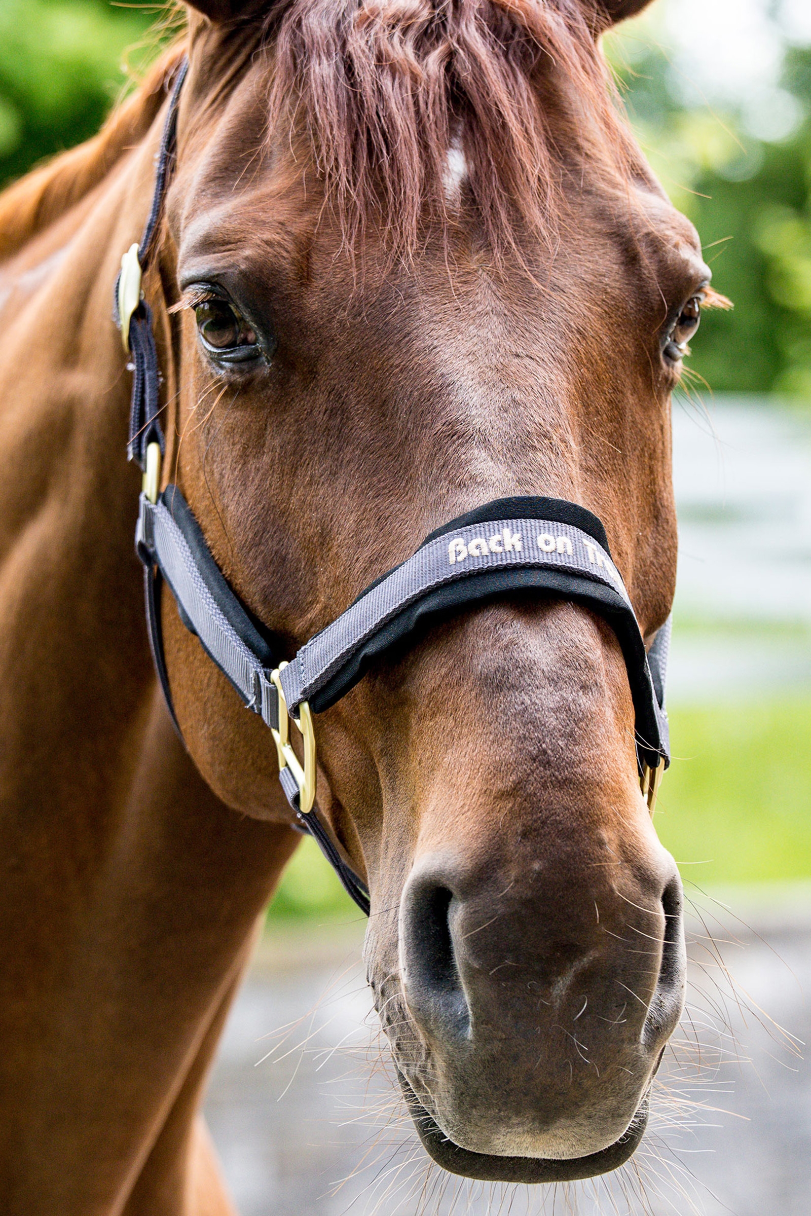Cabezada de Cuadra Back on Track Werano
