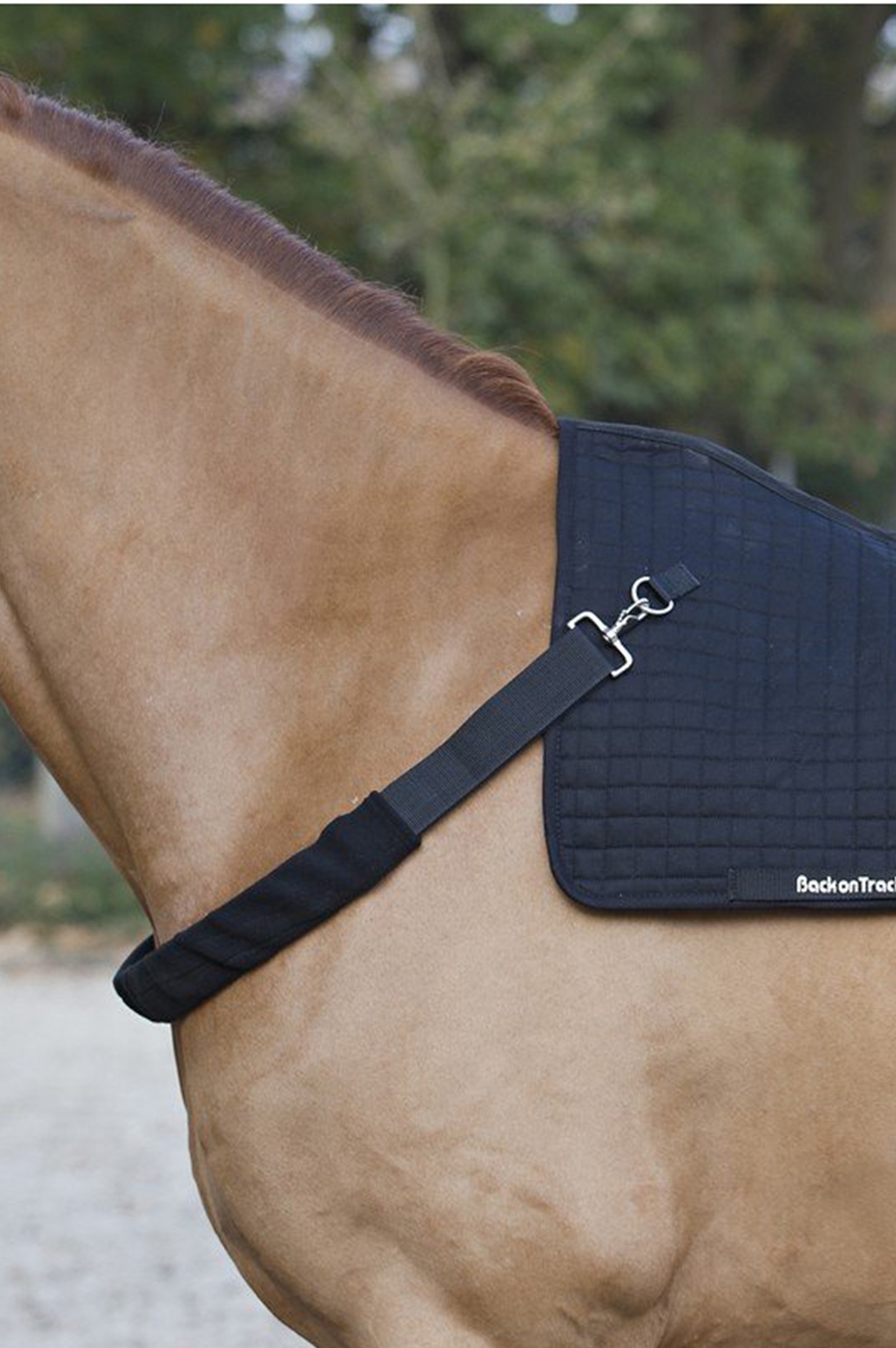 Arneses Back on Track