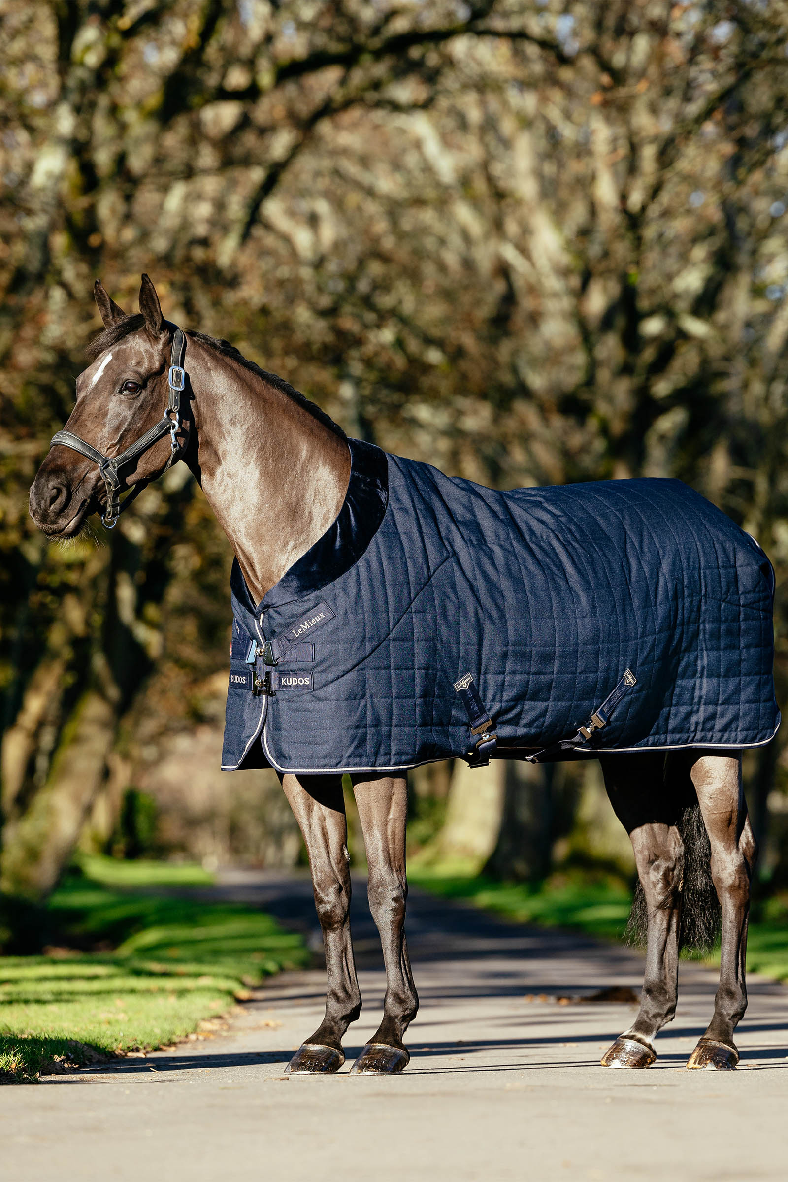 LeMieux Kudos Luxe manta de cuadra forrada, 100 g