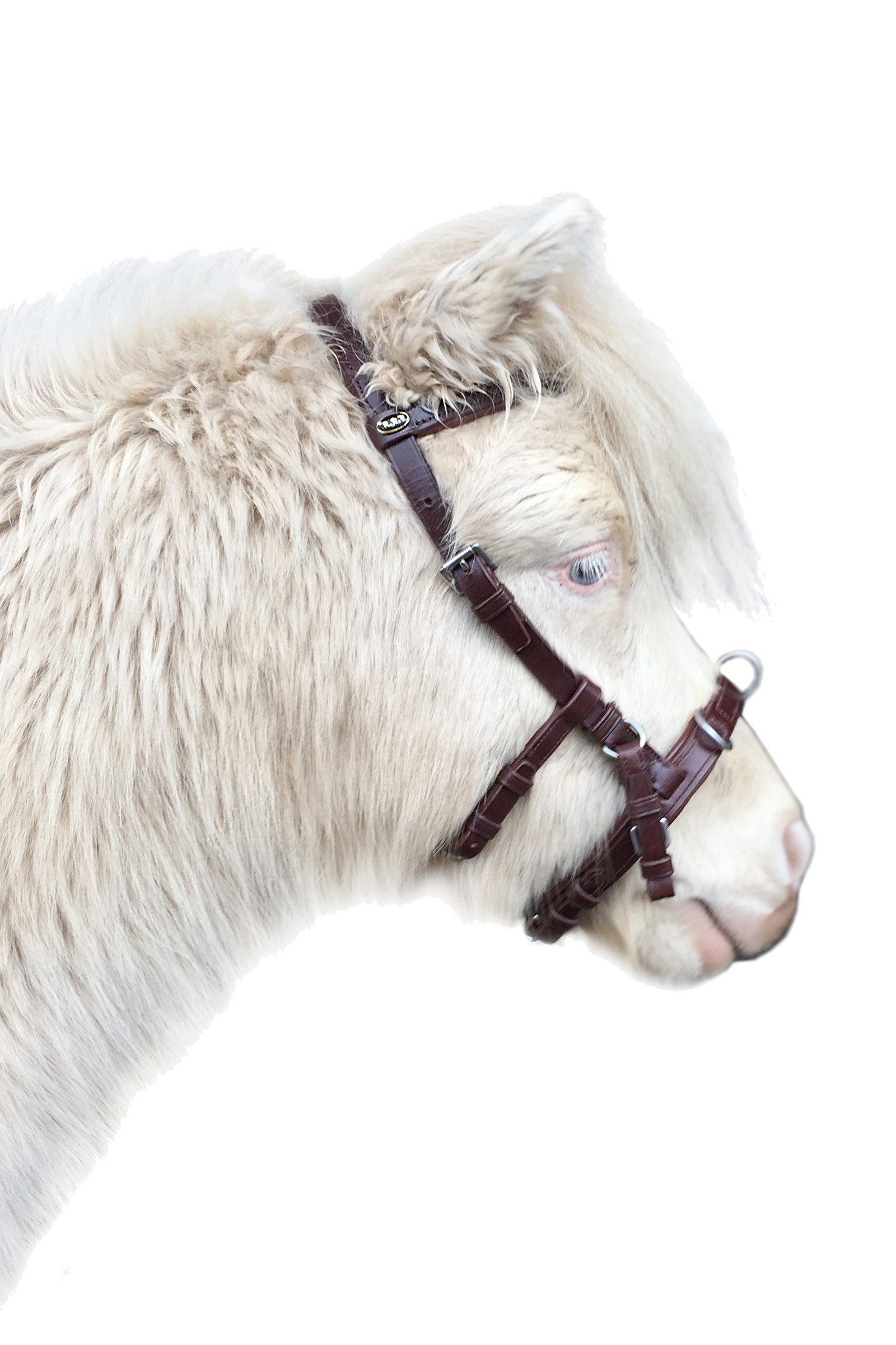 F.R.A. Freedom Riding Articles Baro cabezada dar cuerda, cuero