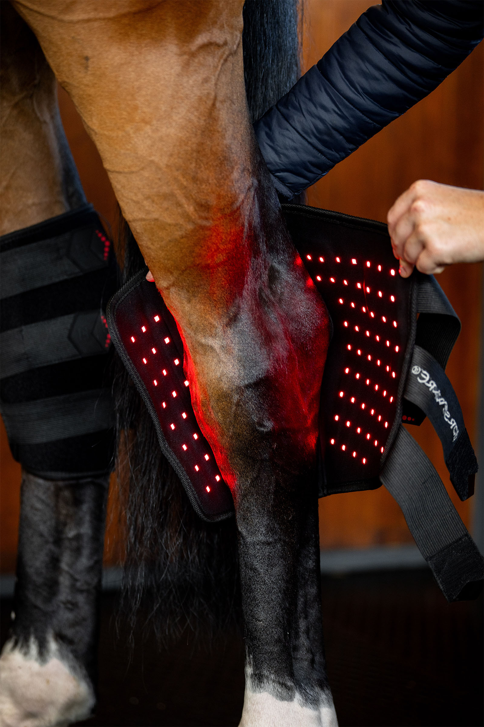 Horseware protector terap&eacute;utico LED de luz roja para corvej&oacute;n (1 ud.)