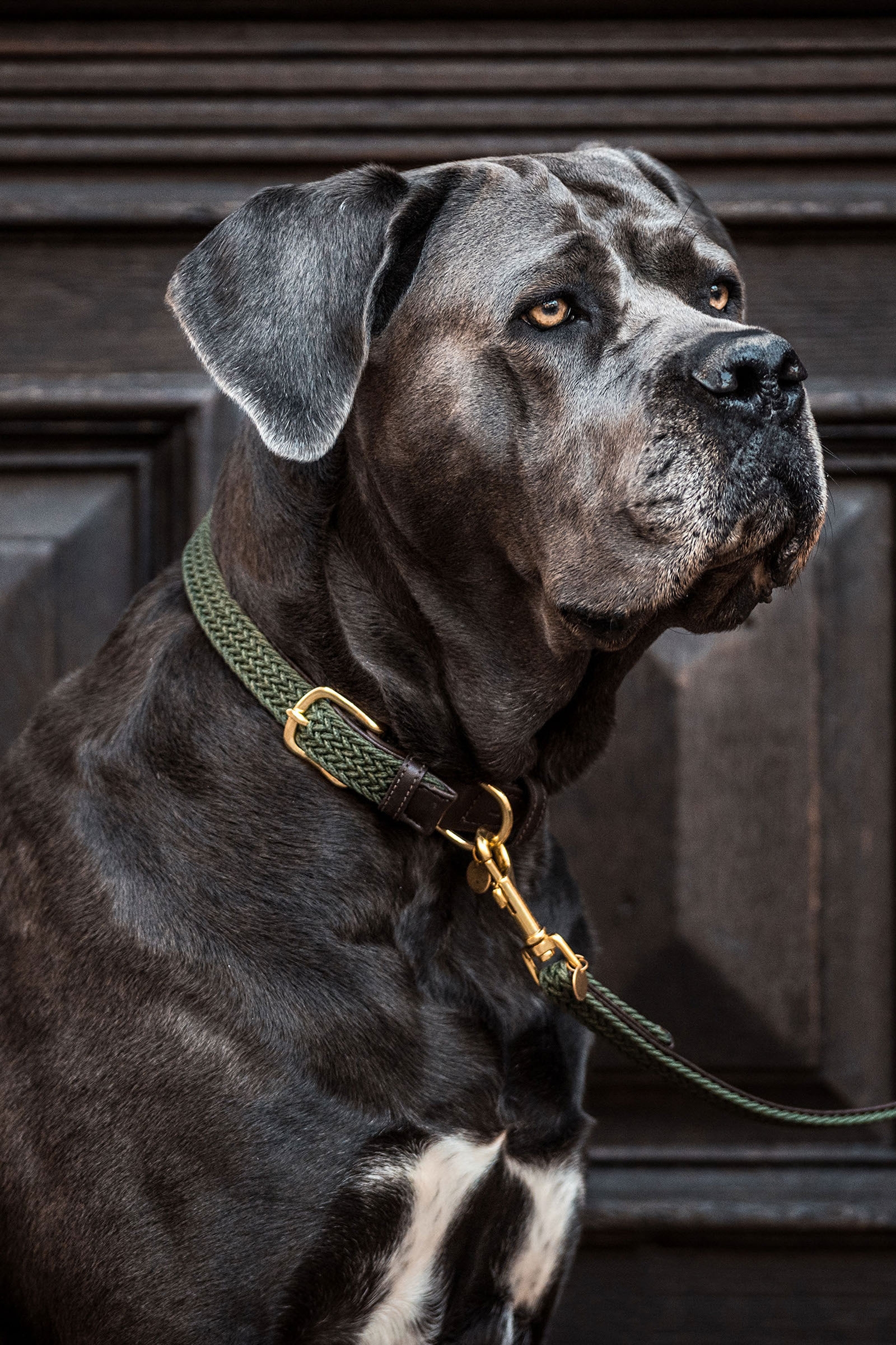 Olive Green Kentucky Dogwear collar de perro de nailon trenzado
