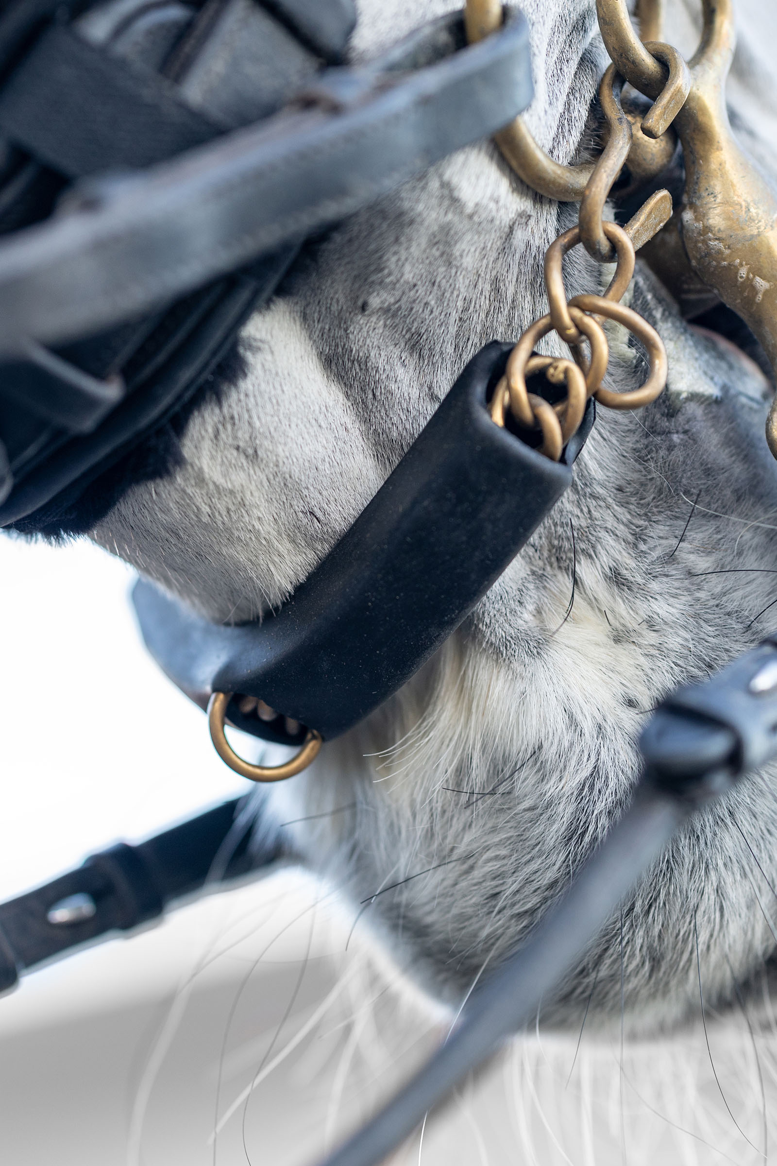 LeMieux protector de cadena de barbada