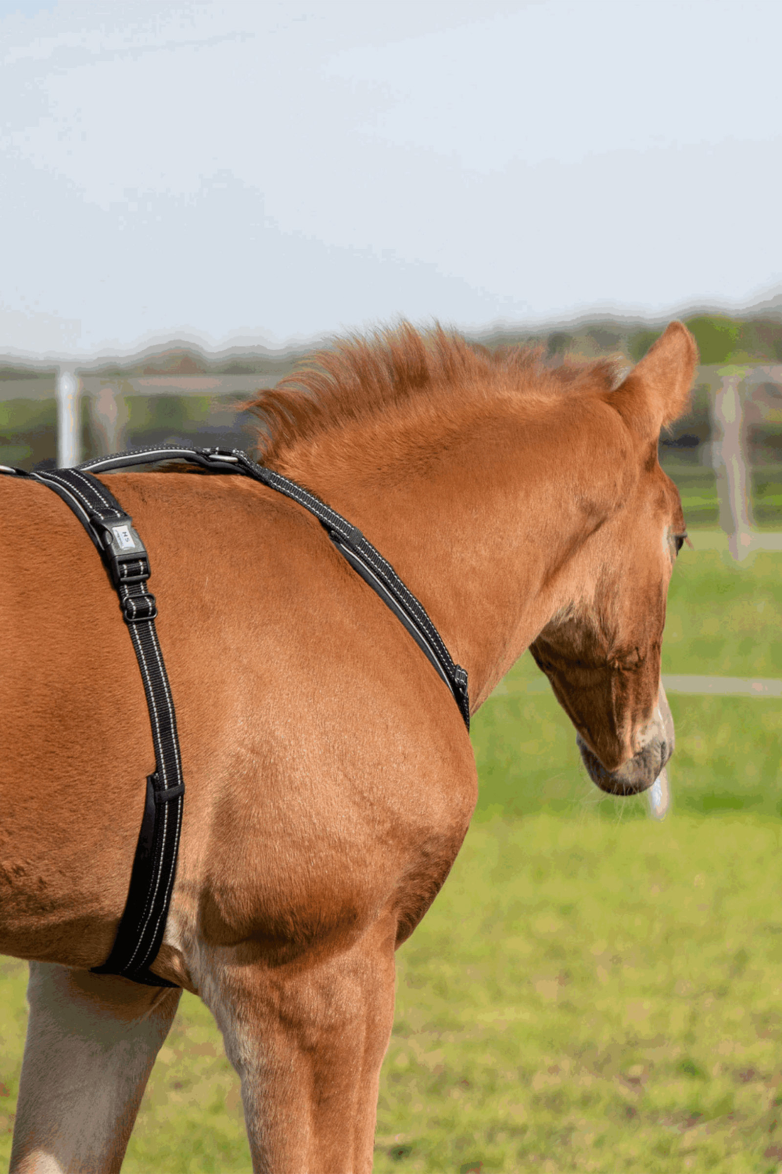 Sprenger Arnés de potro