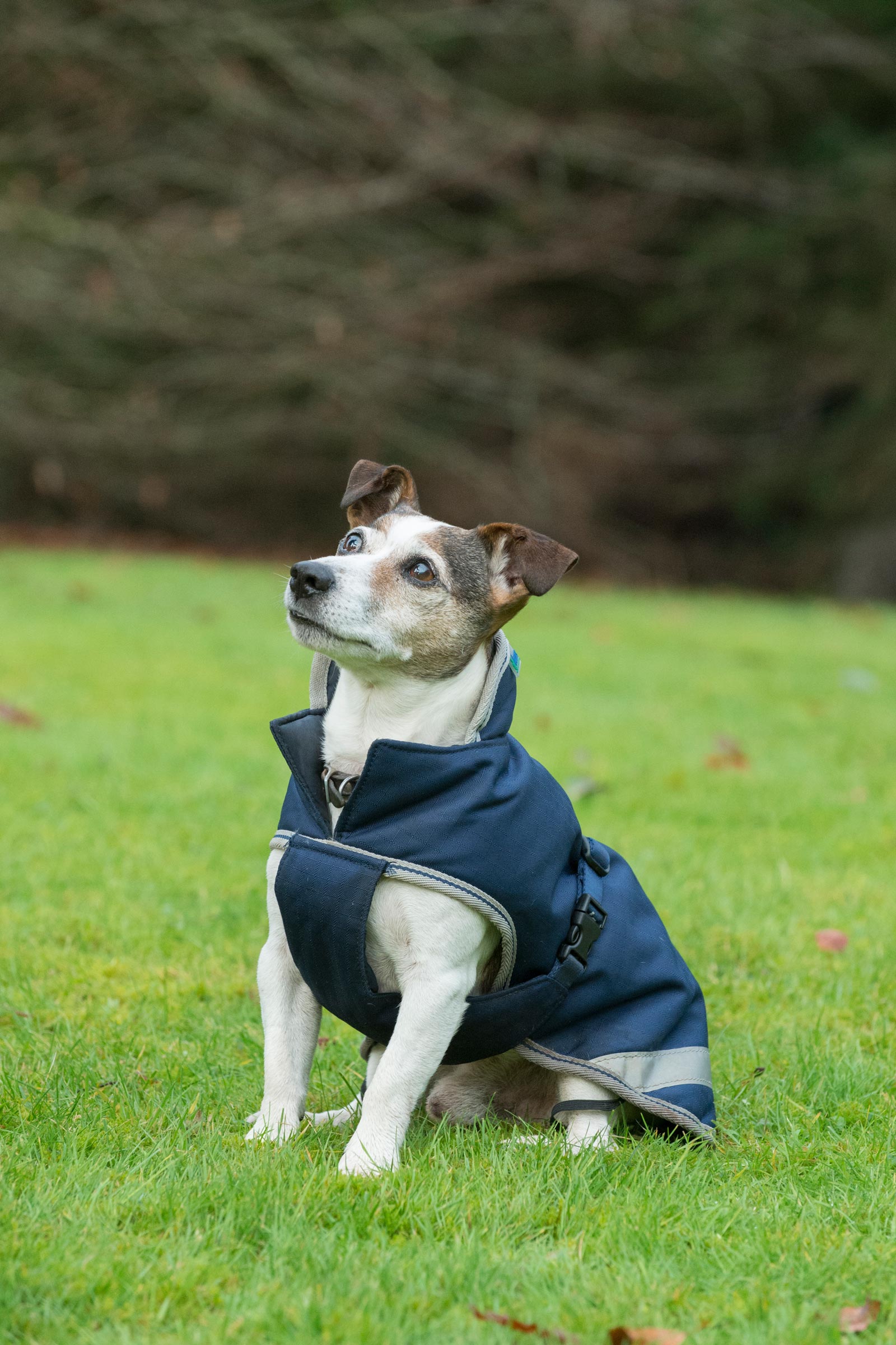 Bucas Freedom Manta para Perro, 50g (30-45 cm)