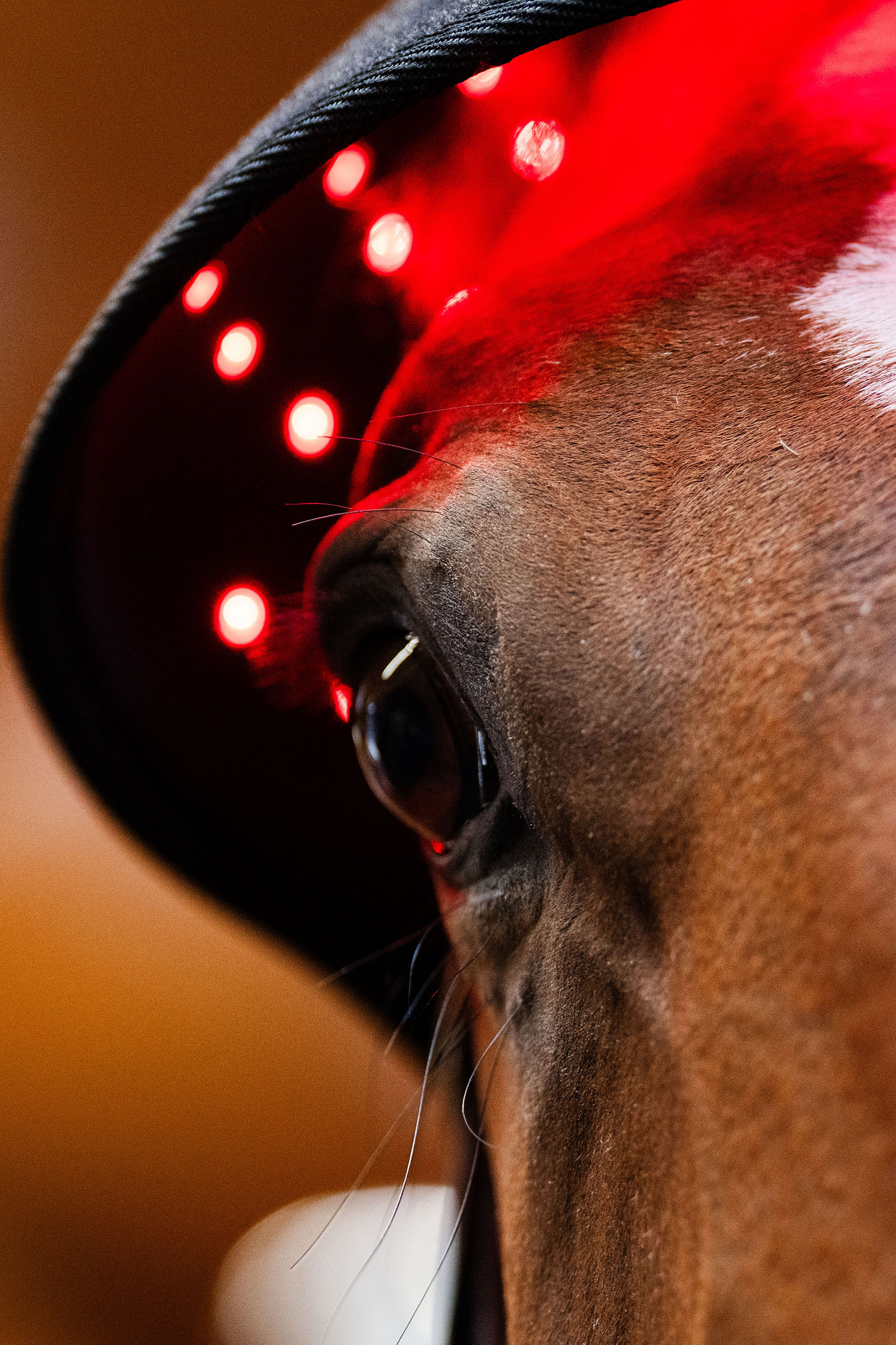 Horseware gorra terapéutica LED de luz roja para la nuca