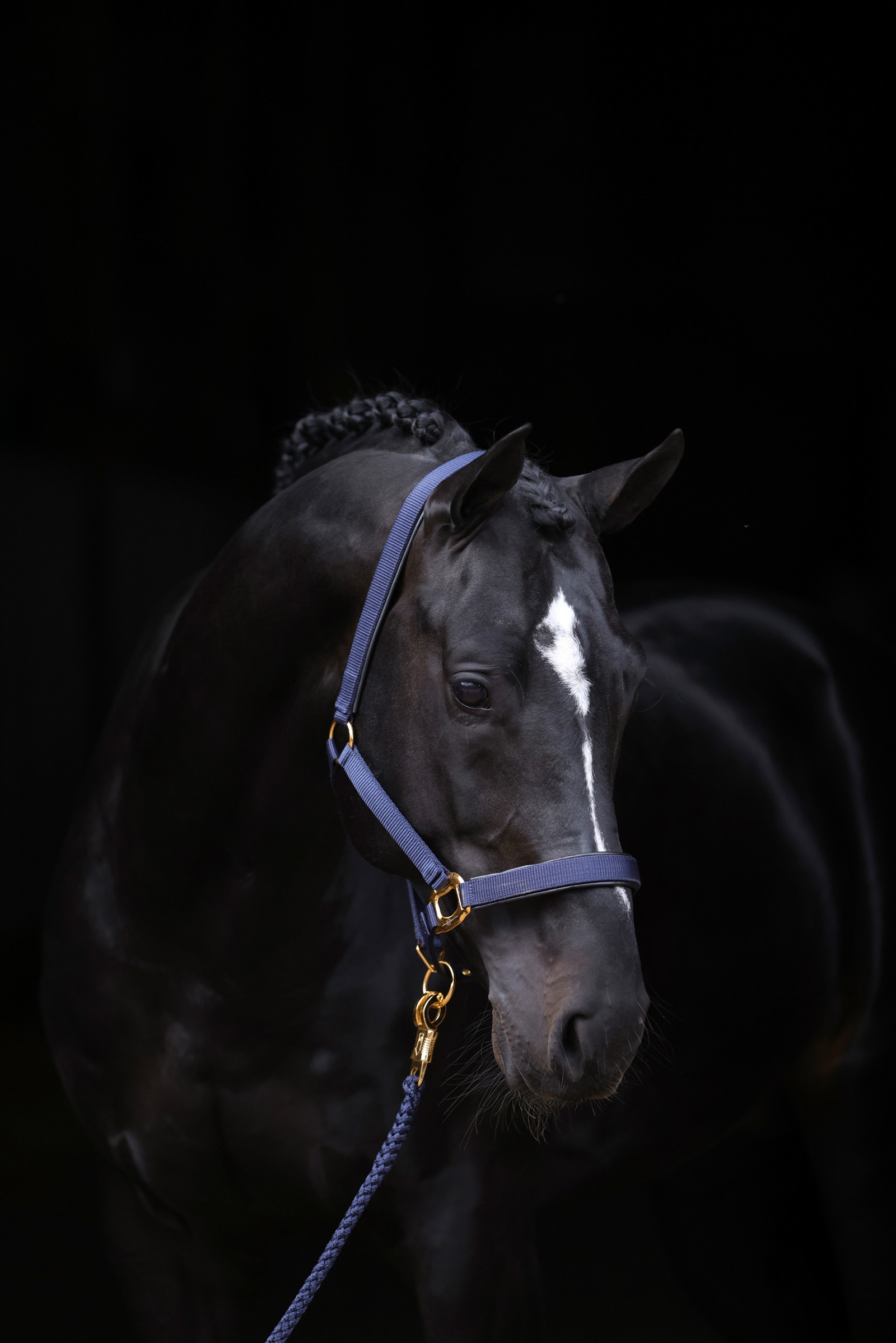 DB/AB Cabezada de Cuadra Covalliero TopLine